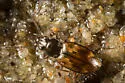 Bembidion indistinctum - photo 3