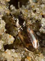 Bembidion indistinctum - photo 4