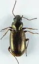 Bembidion indistinctum - photo 5