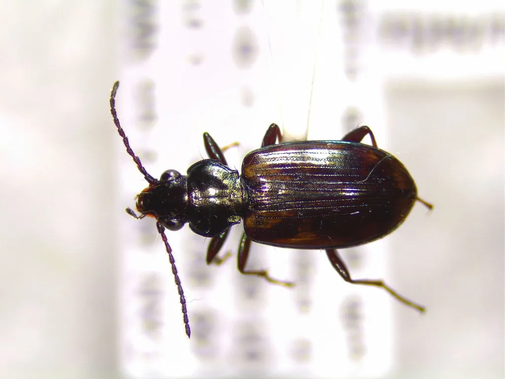 Bembidion insulatum - Bembidion insulatum