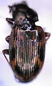 Bembidion intermedium - Bembidion intermedium