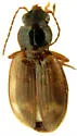 Bembidion intermedium - photo 2