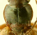 Bembidion intermedium - photo 3
