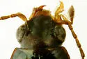 Bembidion intermedium - photo 4