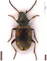 Bembidion intermedium - photo 5