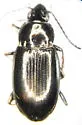 Bembidion interventor - Bembidion interventor