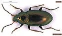 Bembidion interventor - photo 2