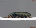Bembidion interventor - photo 3
