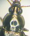 Bembidion interventor - photo 4