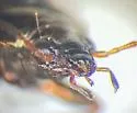 Bembidion interventor - photo 5