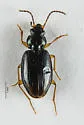 Bembidion iridescens - photo 2