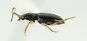 Bembidion iridescens - photo 3