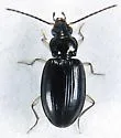 Bembidion iridescens - photo 4