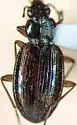 Bembidion iridescens - photo 5