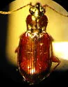 Bembidion kuprianovii - photo 2