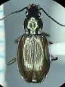 Bembidion kuprianovii - photo 4