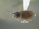 Bembidion lacunarium - photo 2