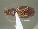 Bembidion lacunarium - photo 3