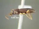 Bembidion lacunarium - photo 4