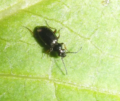 Bembidion lampros - photo 2