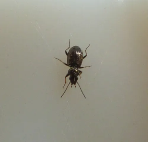 Bembidion lampros - photo 3