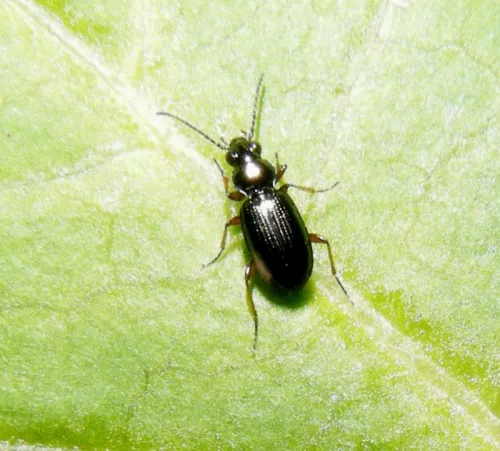 Bembidion lampros - photo 4