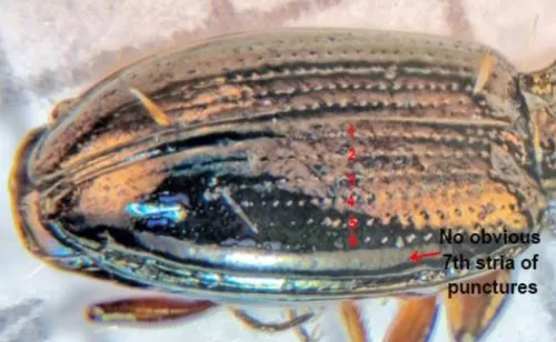 Bembidion lampros - photo 5