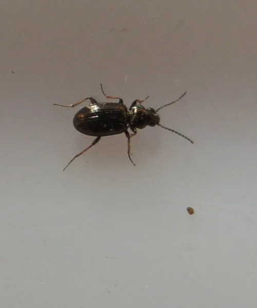 Bembidion lampros - photo 6