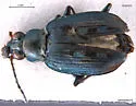 Bembidion lapponicum - Bembidion lapponicum