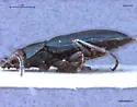 Bembidion lapponicum - photo 2