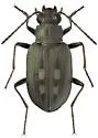 Bembidion lapponicum - photo 3