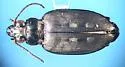 Bembidion lapponicum - photo 4