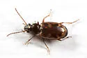 Bembidion latebricola - Bembidion latebricola