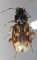 Bembidion latebricola - photo 2