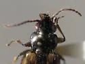 Bembidion latebricola - photo 3