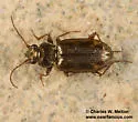 Bembidion latebricola - photo 4