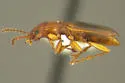 Bembidion laticeps - photo 2