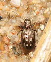 Bembidion levettei - photo 2