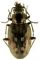 Bembidion levettei - photo 3