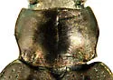 Bembidion levettei - photo 4