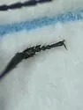 Bembidion lividulum - photo 2