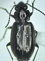 Bembidion lividulum - photo 3