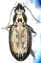 Bembidion lorquinii - Bembidion lorquinii