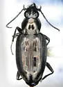 Bembidion lorquinii - photo 2