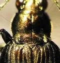 Bembidion lorquinii - photo 3