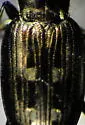 Bembidion lorquinii - photo 4