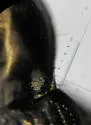 Bembidion lorquinii - photo 5