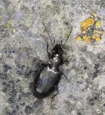 Bembidion lunulatum - photo 2