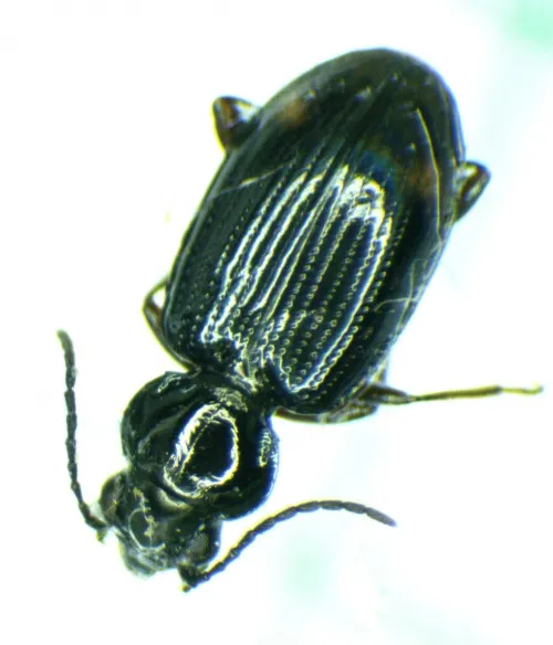 Bembidion lunulatum - photo 3