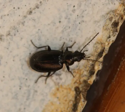 Bembidion lunulatum - photo 4